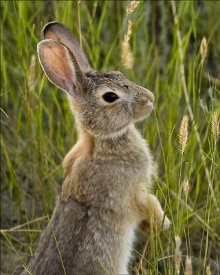 Hal Muhrlein: Whats Up Doc?