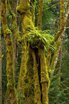 Dawn Ziegelmayer: Scene from the Grand Forest