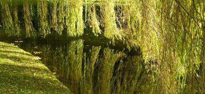 Luba Fetterman, Willow Reflections