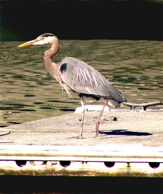 Nancy Merson, Langeley Blue Heron