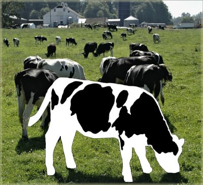 David Warren, Abstract Cow Grazing Among 29 Concrete Cows