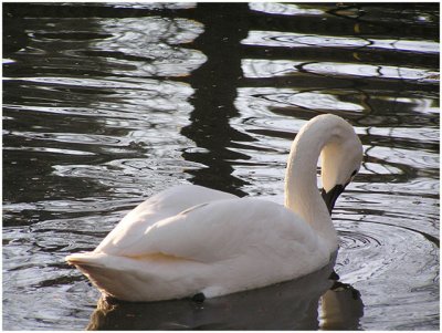 Lea Fetterman, Peaceful Swan