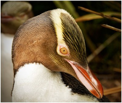 Patti Madsen, Yellow Eyed Penguin