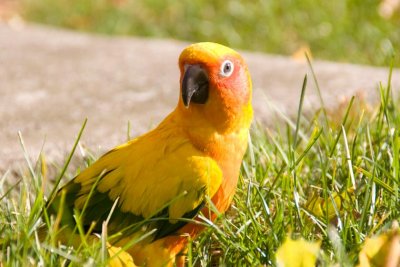 Polly want a cracker