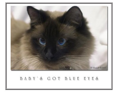 Blue-Eyes.jpg