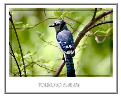 Blue-Jay.jpg