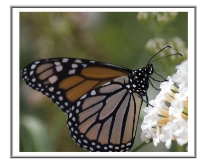 Butterfly.jpg