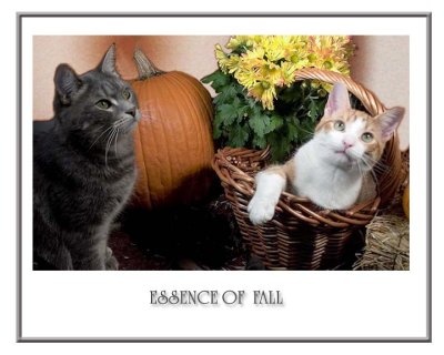 Essence-of-FAll.jpg