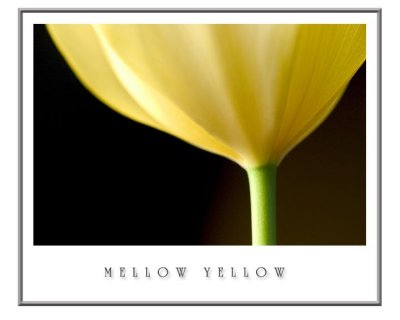 Mellow-Yellow.jpg
