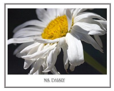 Ms.Diasy.jpg
