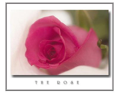 The-Rose.jpg