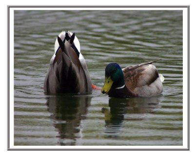 Two-Ducks.jpg