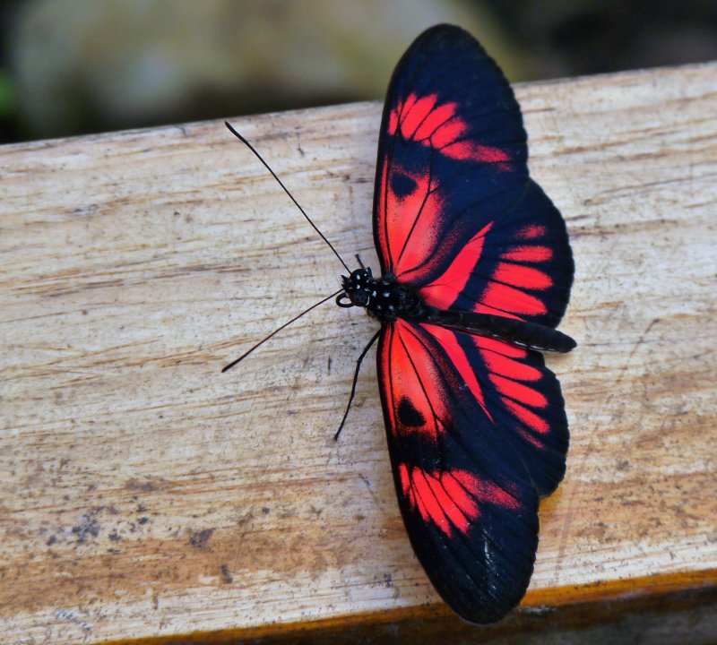 Heliconius Erato