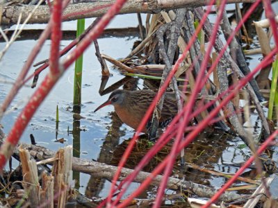 Virginia Rails can be heard at different locations throughout the property.