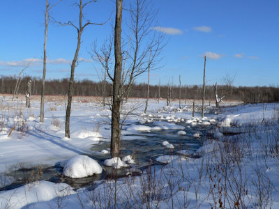 The creek / marsh never freezes completely