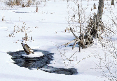 Nature's winter portrait