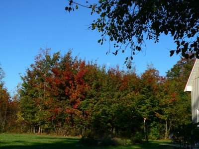 The forest