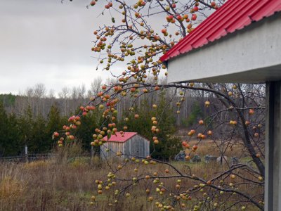 Apple trees