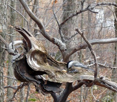 Nautral feeders along the trail
