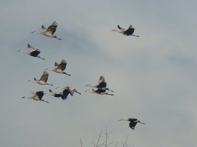 Counted 163 Sandhill Cranes fly into the marsh one night.