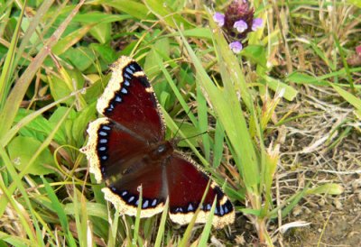 Mourning Cloak