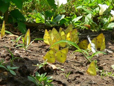 Pink-edged Sulphurs puddling in the garden