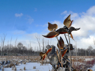 Hope for Monarch butterflies in the spring