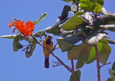Hooded Oriole