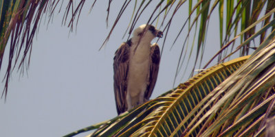 Resident Osprey