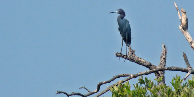 Little Blue Heron