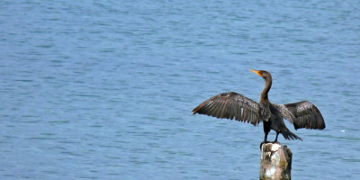 Cormorant