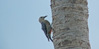 Golden-fronted Woodpecker (see the 'gold'?)