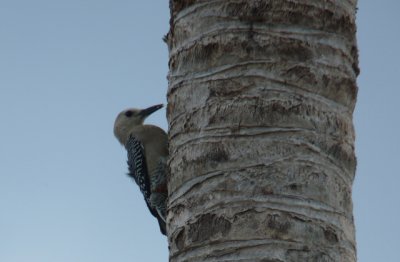 Excavating a nest out of the dying palm tree