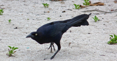 Boat-tailed grackle had a pretty call