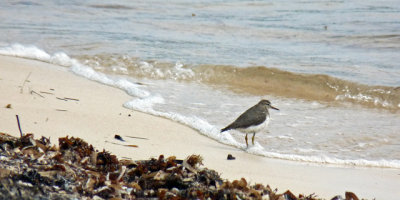 A lonely Spotted Sandpiper