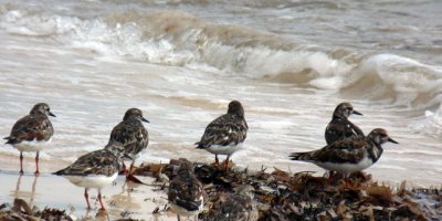 Ruddy Turnstones
