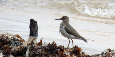 Spotted Sandpiper