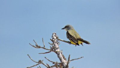 g3/29/471129/3/124504103.5flazion.jpg