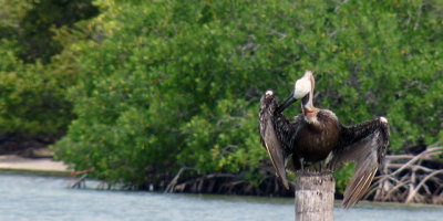 The resident Brown Pelican