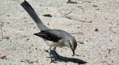 Tropical Mockingbird