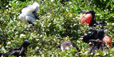 Rookery - Red-footed Boobies & Magnificent Frigatebirds