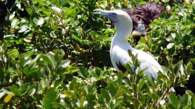 Red-footed booby
