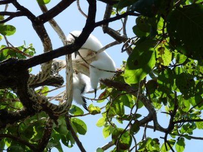 Young Red-footed Booby is asleep in the tree