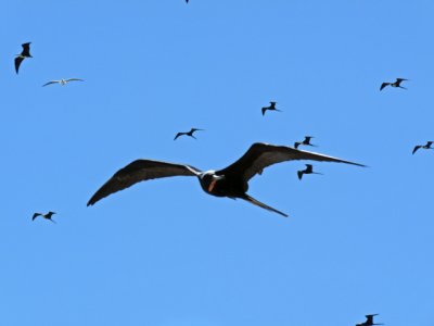 How ironic! The Frigatebirds & Boobies fishing together .... since the Frigatbirds cannot  get wet, they will steal the boobie's