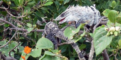 Leacherous old lizzard ...... hanky panky in the tree!
