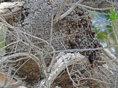 Termites nest