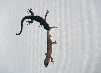 Grabbed by the tail