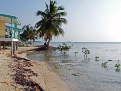 Cabana View - The mangrove nursery