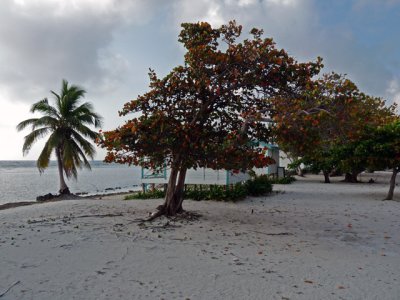 The view from the dining palapa