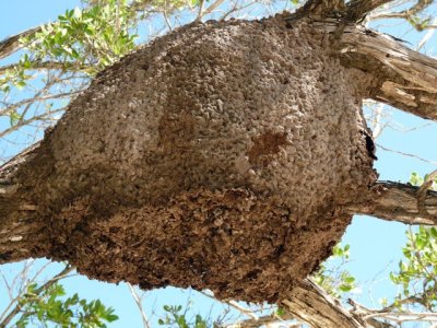 A nest of termites
